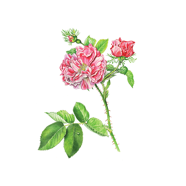 Rosa centifolia - Růže stolistá 60 g